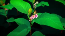 Flower Simpor