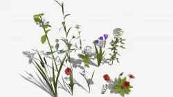 Flowers Grass