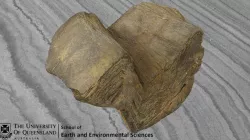 Folded Phyllite (With Intersection Linations)