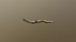 Forest tree branch