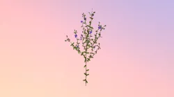 Forked Blue Curl (Trichostema Dichotomum)