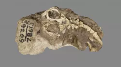 Fossil Holotype Spadefoot Toad