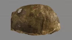 Fossil Holotype Tortoise