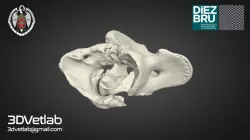 Fractura cervical - Cervical fracture