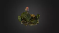 frog