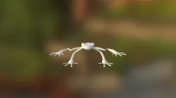Frog High2