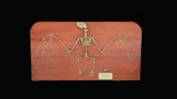 Fruit Bat Skeleton