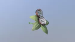 Fruit de la belladone