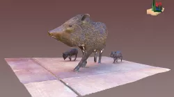 FS1285 Javelina Model Coconino Forest