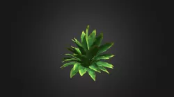 Funkia