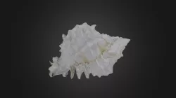 Gastropod: Phyllonotus globosus (PRI 44354)