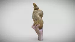 Giant Potato