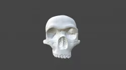Gibraltar 1 Skull