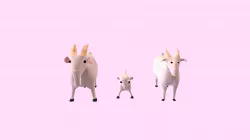 Goat