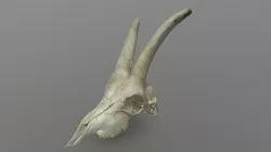 goat´s skull