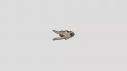 Goat Skull