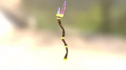 Golden hemmed coven staff