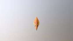 Goldfish