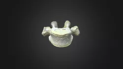 Gorilla gorilla gorilla, T5 vertebra