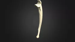 Gorilla gorilla gorilla, ulna (left forelimb)