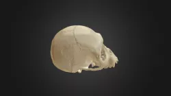 Gorilla gorilla, skull