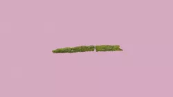 grass
