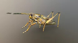 Grasshopper