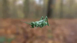 Grasshopper