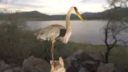 Great Blue Heron (with sound)