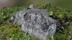 Green Ground