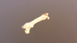 Guinea Pig Femur (VCU_3D_3029)