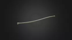 Gyps fulvus, left radius