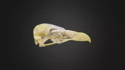 Gyps fulvus, skull