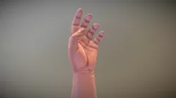 Hand Anatomy Reference