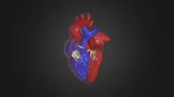 Heart
