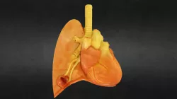Heart and Lung