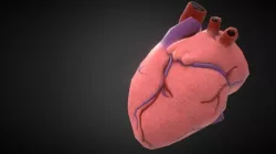 Heart