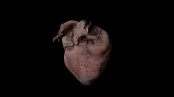Heart