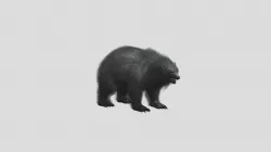 Heavi bear