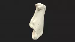heel bone (calcaneus) dog