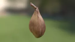 Hero Shallot