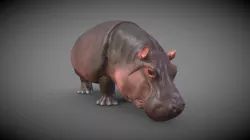 Hippo
