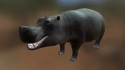 Hippo