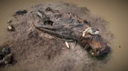 Hippopotamus carcas