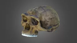 Homo erectus (recreación)