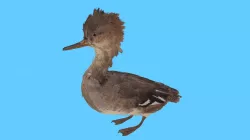 Hooded Merganser Duck Female