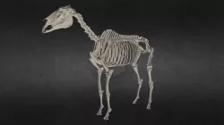 Horse Skeleton