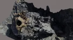 Horse Skull?