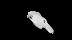 Horse Skull