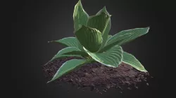 Hosta Plant (Hosta kiyosumiensis)